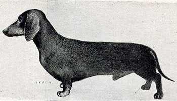 ENG CH Zeus vom Schwarenberg