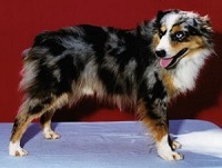 Davis' La Famoso Bandito