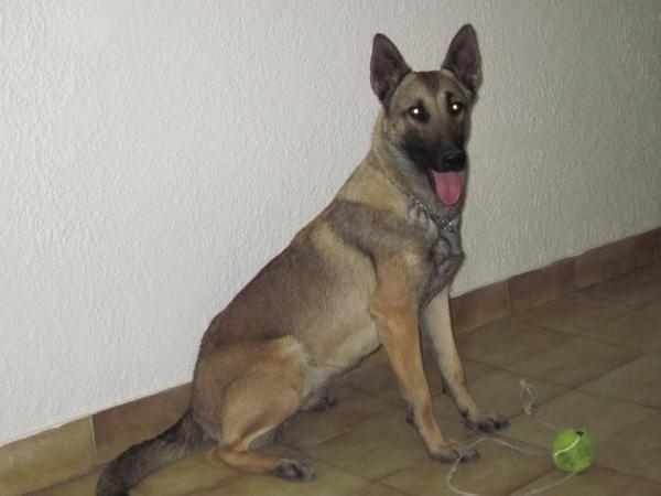 (POLICE DOG) Hanna FCM GB-0695-H (Cocordan)