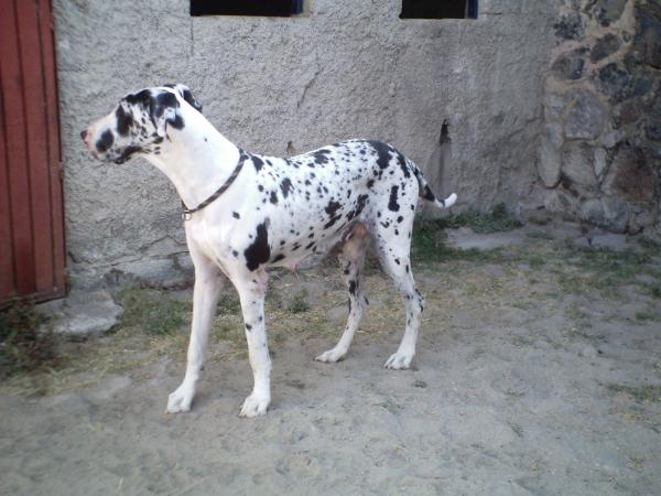 Tanglewood'S Wisteria