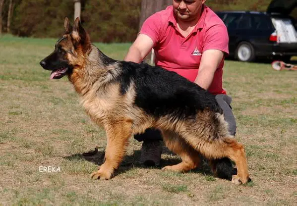 Nyírségi-Royal Nadja