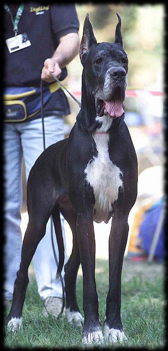 PL.CH. Quebec Del Castello Delle Rocche