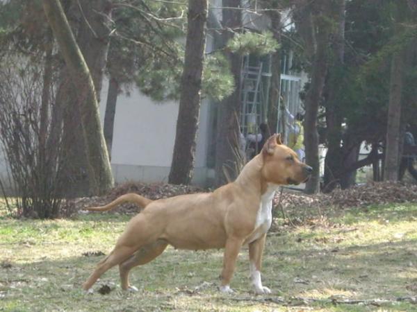 Thunder Rock`s Lemon Juice