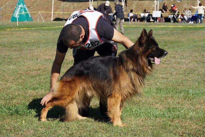 V2 Bilbo vom Frankengold