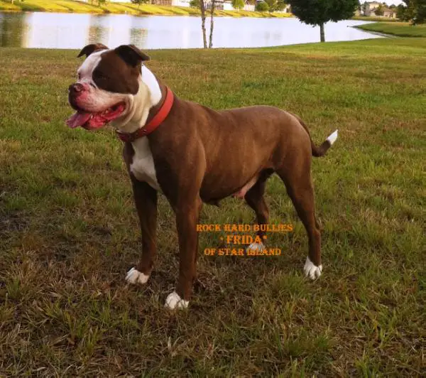 Rock Hard Bullies Frida of Star Island