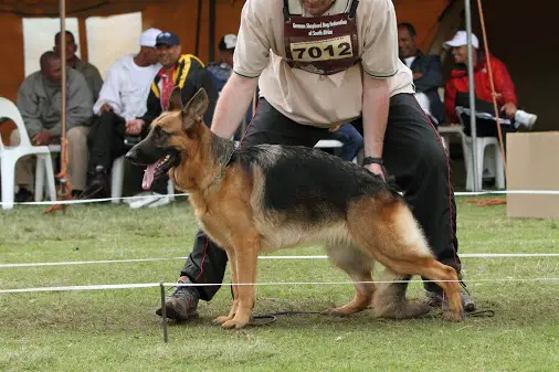 V(NBS)(SA) Yenta of Tarasans