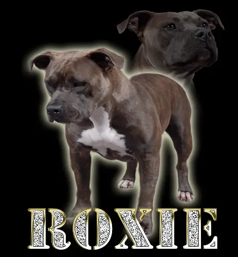 CH'PR' A-Teams Roxie Rockin-Hollywood