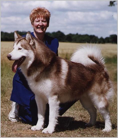 CH Keikewabic's Rusty Tundra Baron at Shepherdsway