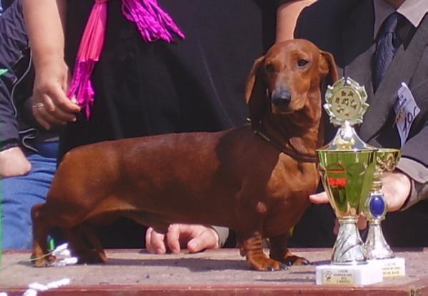 ICH, HGRCH, MULTICH. Gold Diva Noire