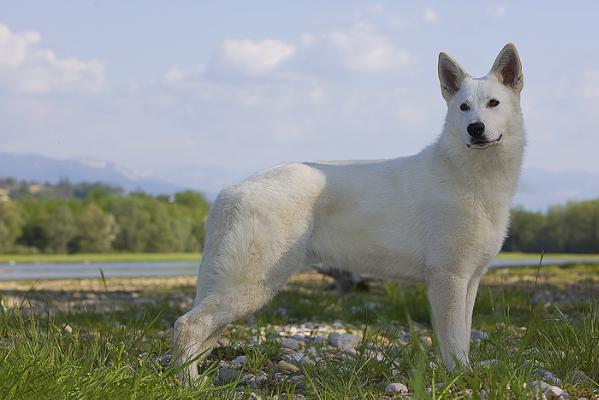 CH.FRANCE, CH.SUISSE E'Jehol du Bois des Ternes