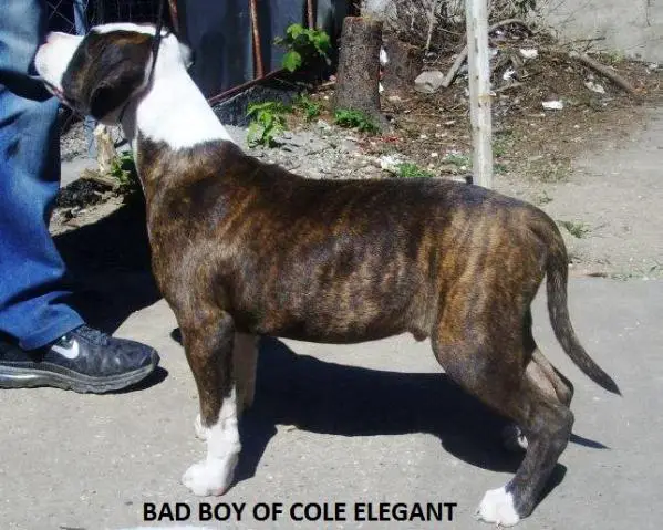 Bad Boy Of Cole Elegant