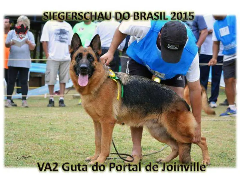 VA2 Sieger Brasil 2015 Guta do Portal de Joinville