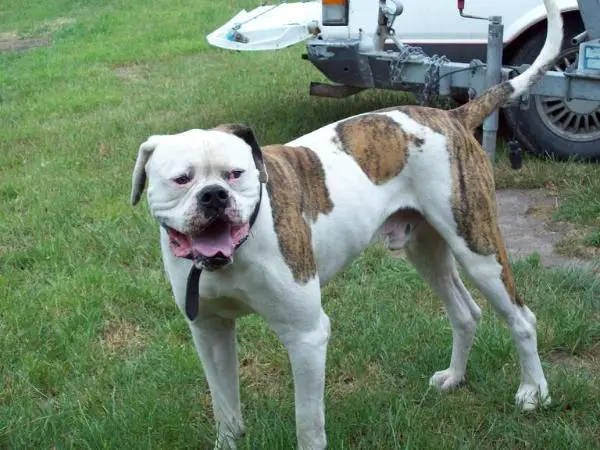 bvk oscar the grouch