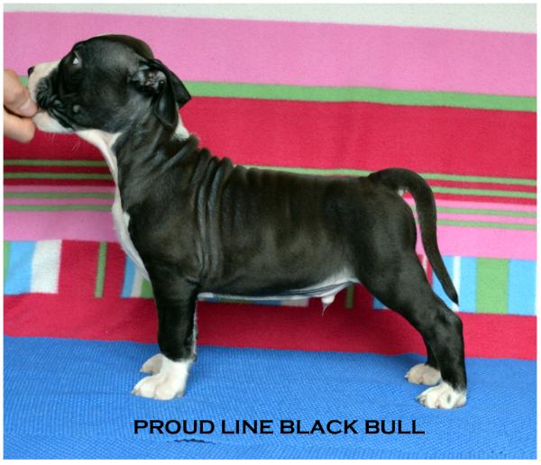 Proud Line Black Bull