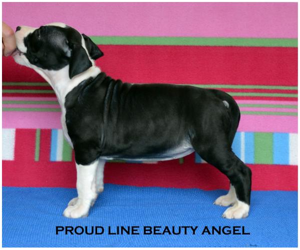 Proud Line Beauty Angel