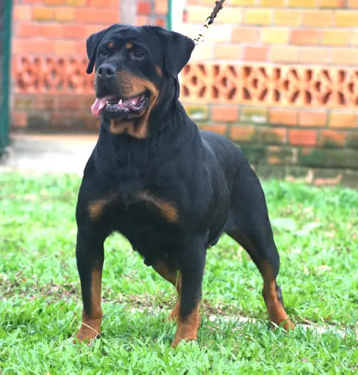 JCAC GULLI 'S Berega Turi