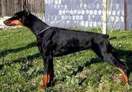 4 X CAC, HCH Diabora Mini Adria