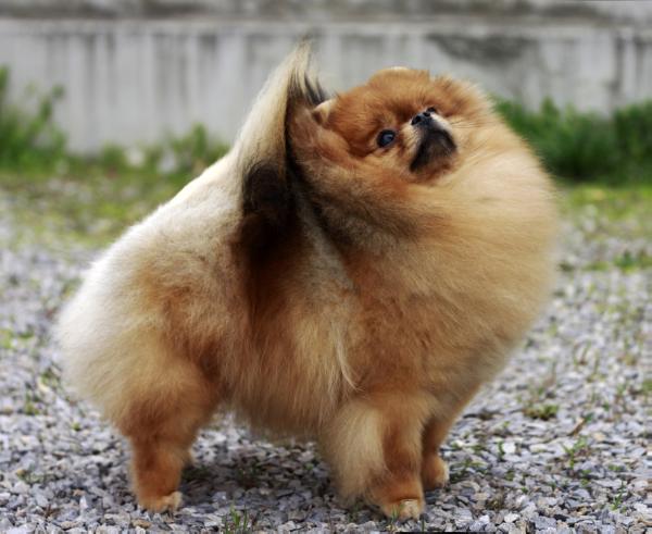 MULTI CH Pomstyle Never Gonna Give You Up