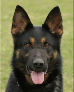 Chiara Vom Haus Jemoro