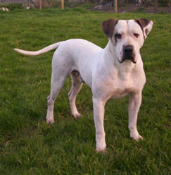 Wedgwood's Odie Boy