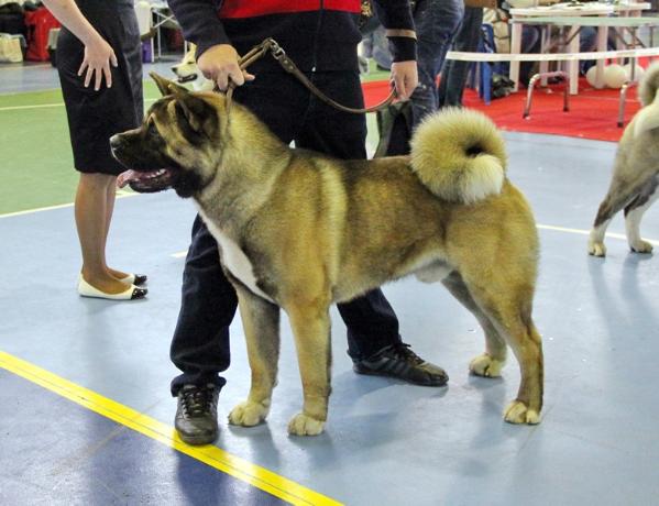 CW. CAC,R. CACIB Exotic Star Extrim