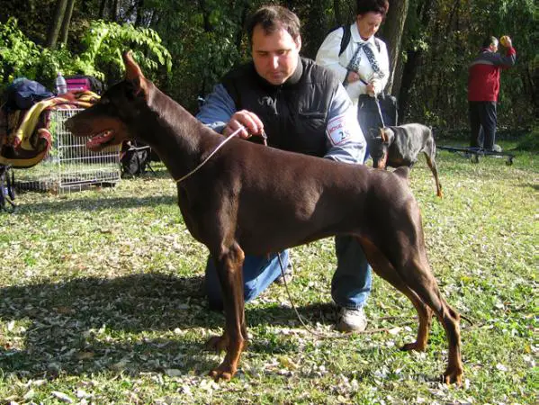 INT. CH. Aranka Val Di Taro