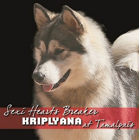 Sexi Hearts Breaker Kriplyana at Tamalpais