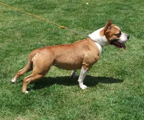 Gara do American Pride