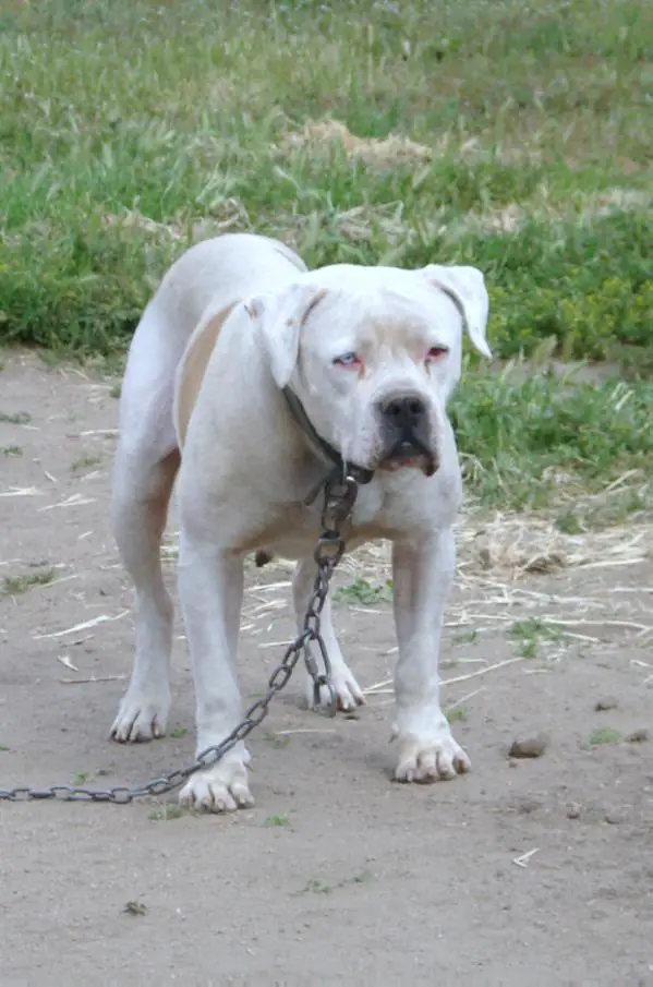 Sierra Spicey Lady J of Boyd