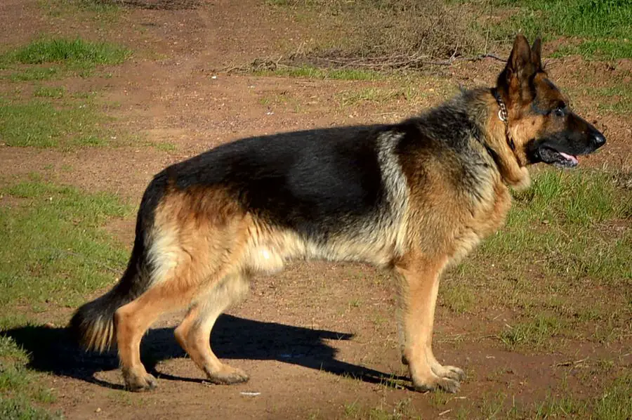 Wogan von der Weidenstrasse