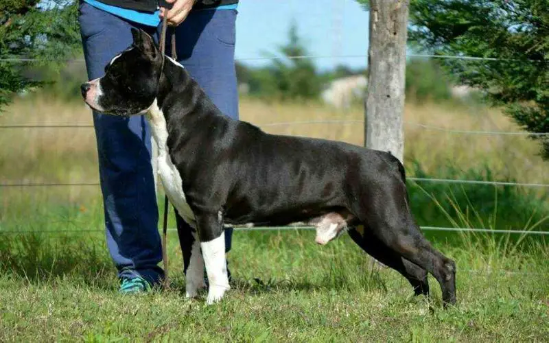 CH.ARG Karballido Staffs Buenos Aires Catch My Dream