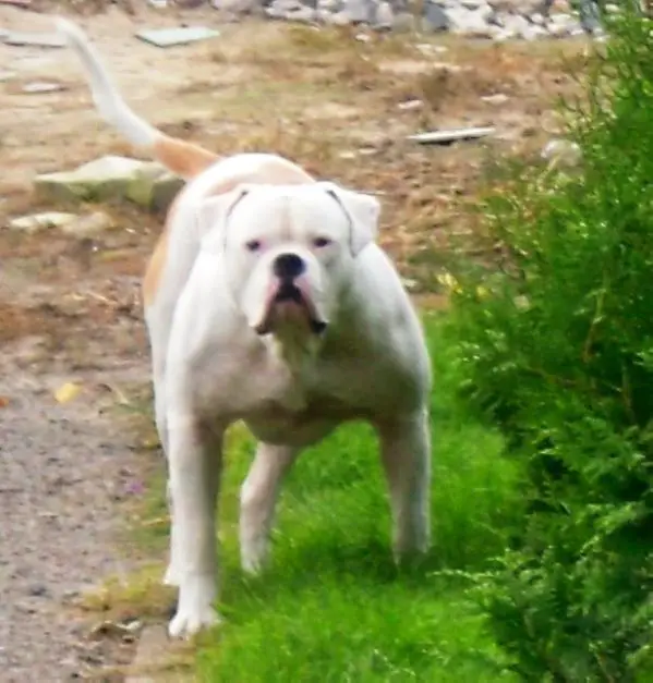 Bulldrow Zonnen Sarmat