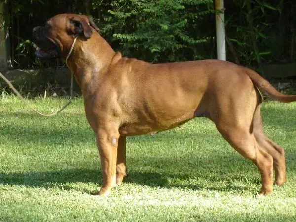 Minas Anor's Burbuja Alma Stone