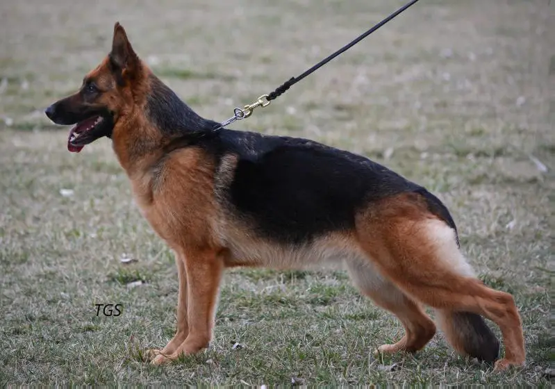 V-1 VooDoo vom Theishof