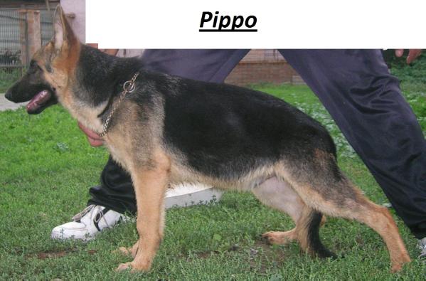 Pippo (*)