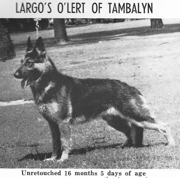Largo O'Lert of Tambalyn