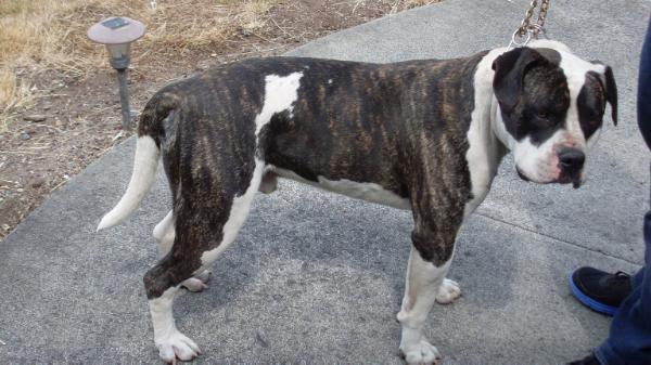 CH Rodgers's Zeus