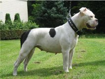 Ironbull's Dolly Dollar