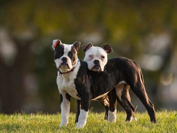 Newborn Bullies Black Queen