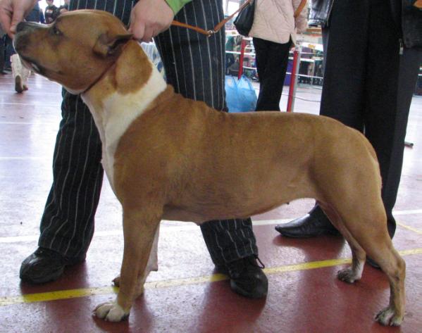 Huckleberry Fansy Cake