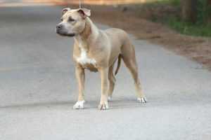 Icewood EZ Frozen fire