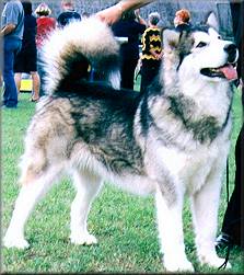 Snowlion Anana Of Hopi Point