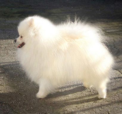 Mustang'S Frosted Iceman