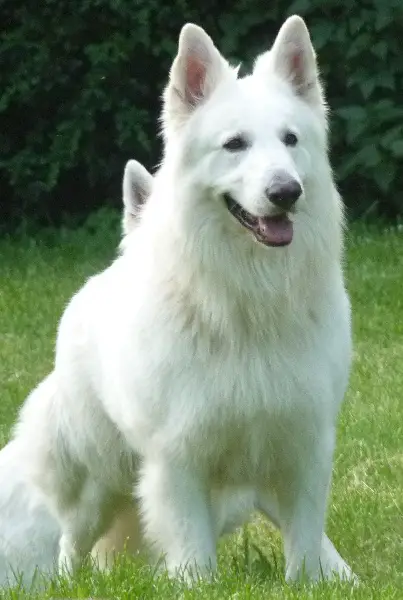 Brandy (Male) WT 30.07.2006