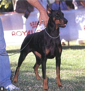 Ambra De Villa Vergini