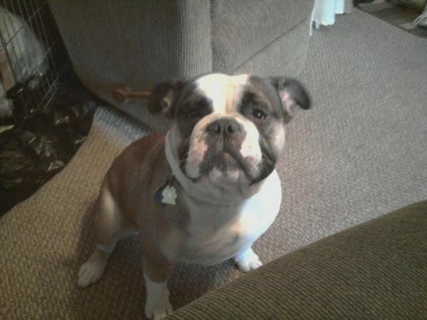 LaHoud's Bella