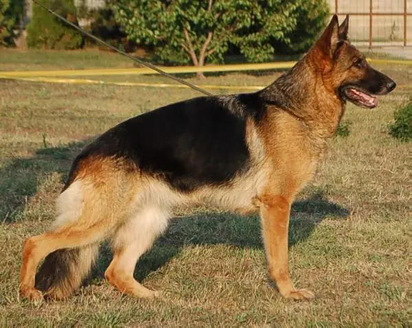 Qira z Agíru Bohemia