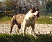 Red skin (Sans Affixe)