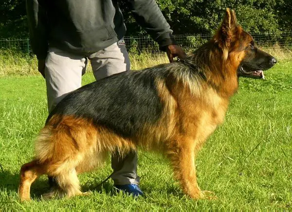 CH GORDON DE LA HUCHE NORMANDE