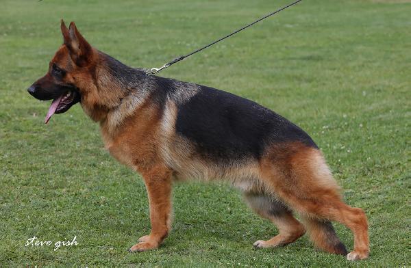 SG Eiko vom Eichenplatz